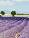 Burgundy & Provence