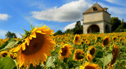 Bordeaux, Vineyards and Châteaux