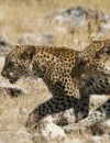 Etosha National Park – Self Drive