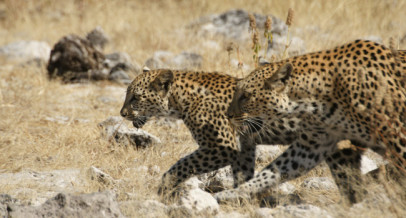 Etosha National Park – Self Drive