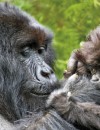 Gorillas, Masai & Beach