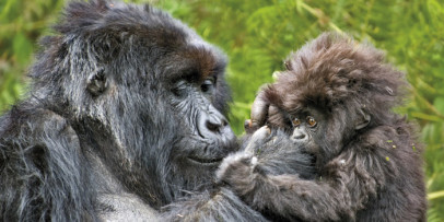 Gorillas, Masai & Beach