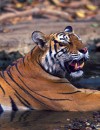 India’s Golden Triangle with Ranthambore