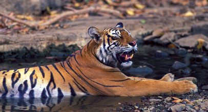 India’s Golden Triangle with Ranthambore