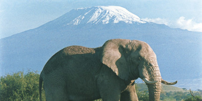 Kili Safari