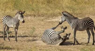 National Parks Safari