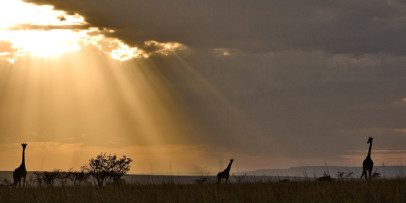 Porini Wilderness Experience