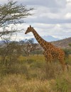 Samburu Safari