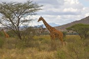 Samburu Safari