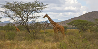 Samburu Safari