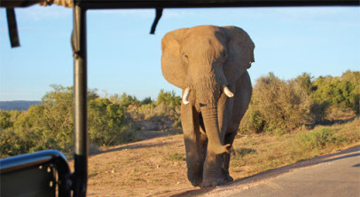 South African Safari Adventure