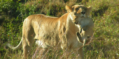 The Real Africa Flying Safari