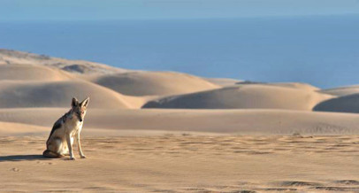 Train, Coast & Desert