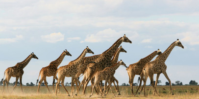 Wings Over Botswana