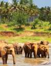 The Very Best of Sri Lanka