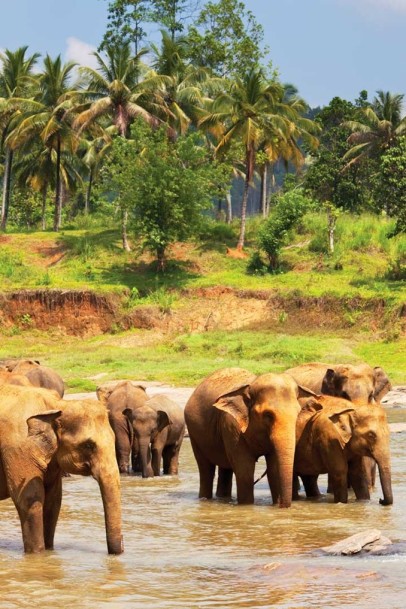 The Very Best of Sri Lanka