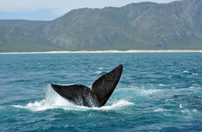 Cape Town, Garden Route & Safari