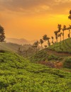 Hills and Backwaters of Kerala