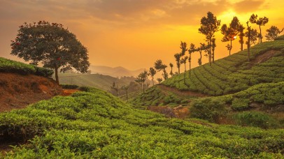 Hills and Backwaters of Kerala