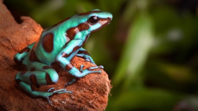 Costa Rica Rainforest and Ocean