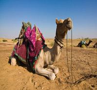 Rajasthan Panorama