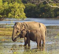 Sri Lanka at a Glance