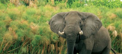 Botswana Lodge Safari