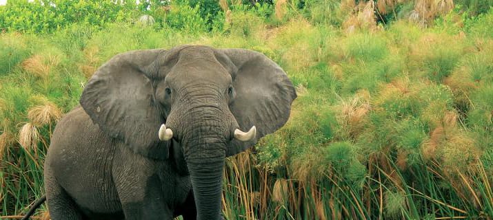 Botswana Lodge Safari
