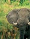 Botswana Wildlife Safari