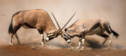 Namib Lodge Safari