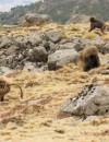 Simien Mountain Trek