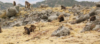 Simien Mountain Trek