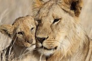 Tanzania Walking Safari