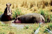 Tanzania Walking Safari and Zanzibar Island