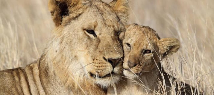 Tanzania Walking Safari