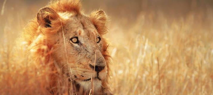 Zululand & Kruger Wildlife and Cape Escape